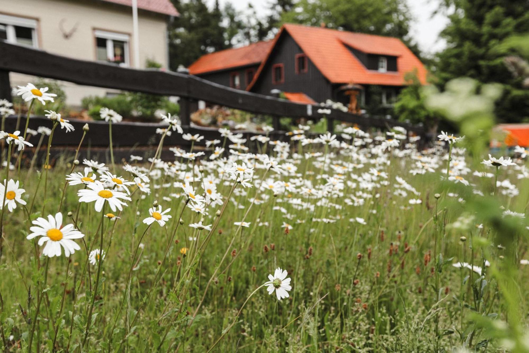 Terrassenhaus Im Harz, Pool, Sauna, Wlan Braunlage Exterior photo